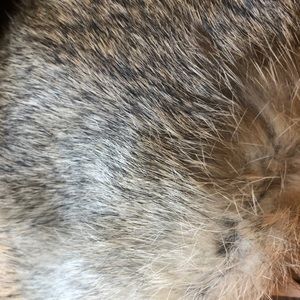 Vintage rabbit fur collar